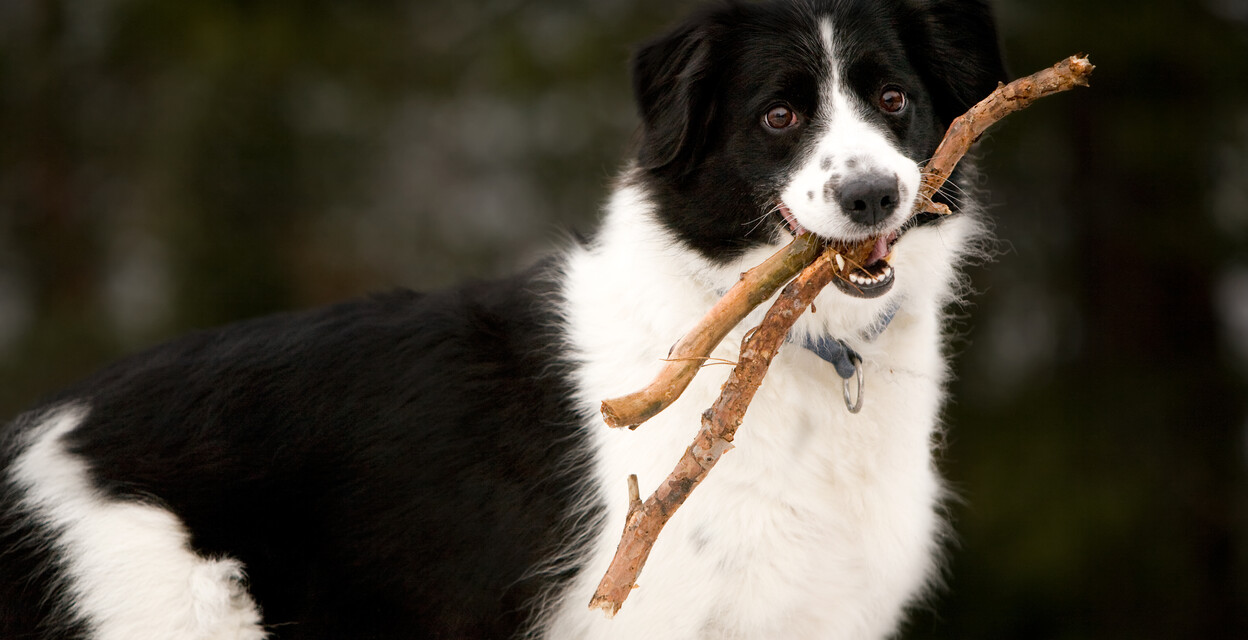 Hundkurser